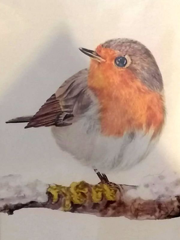 Handgezeichnetes Rotkehlchen Handgezeichnetes Rotkehlchen